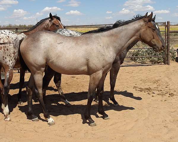 star-sock-horse