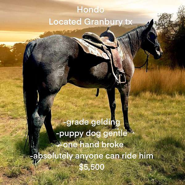 quarter-horse-gelding