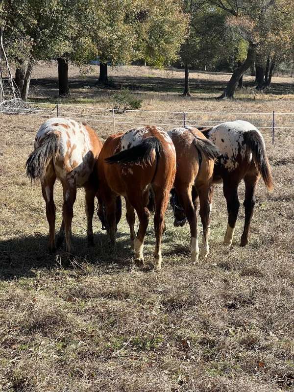 dun-full-blanket-horse