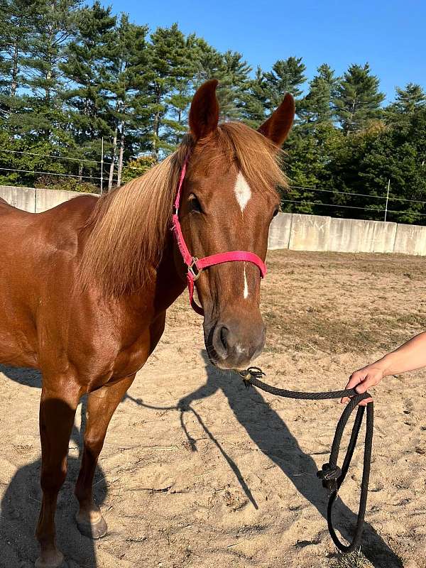 quarter-pony-mare