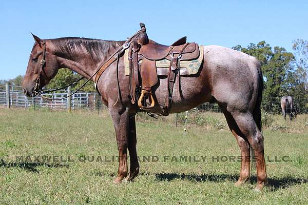 red-roan-classical-horse