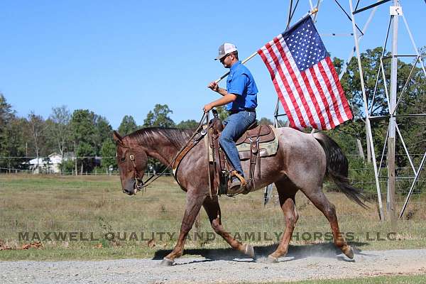 red-roan-eventin-horse