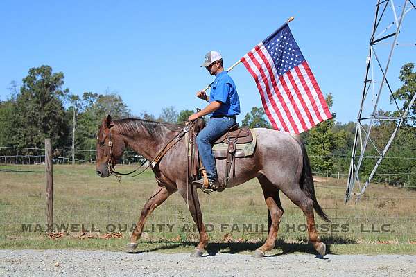 all-around-quarter-horse