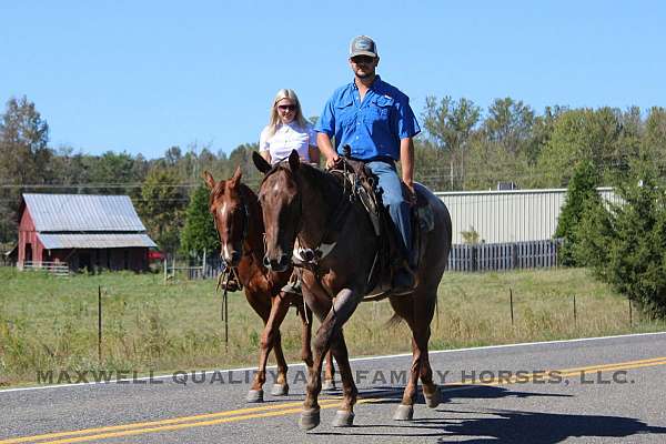 athletic-quarter-horse