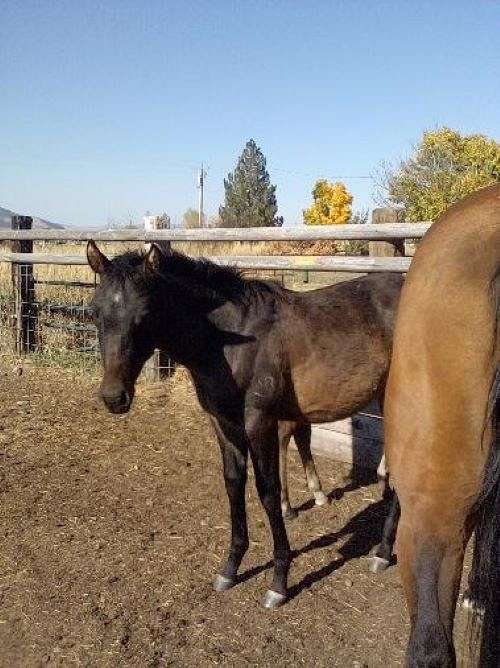 9-hand-bay-roan-horse