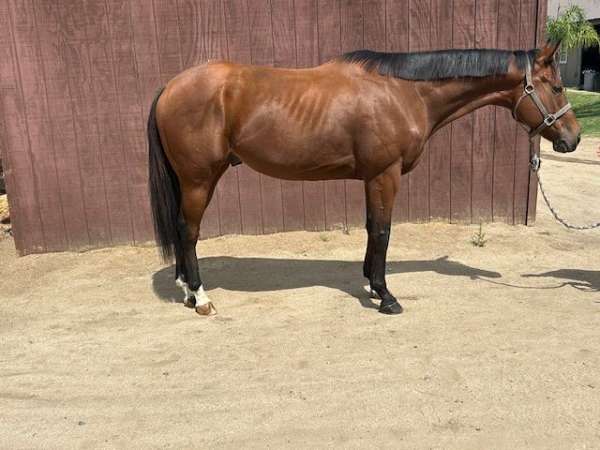 automatic-lead-change-gelding