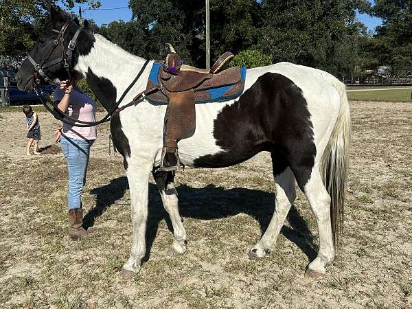 rescue-trail-spotted-spotted-saddle-horse