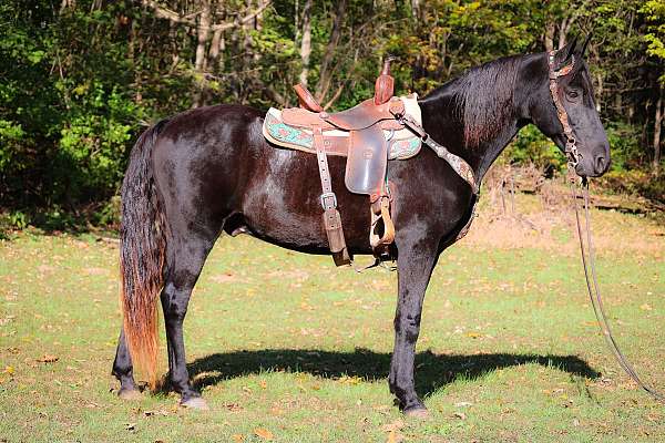 all-around-missouri-fox-trotter-horse