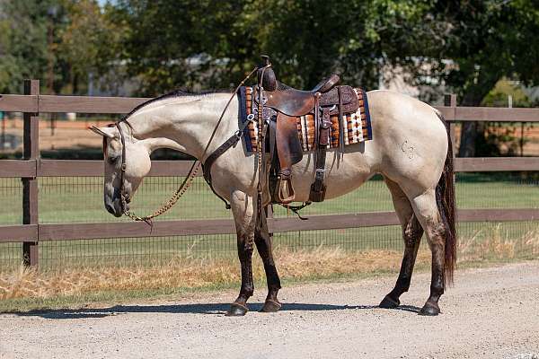 calf-roping-quarter-horse