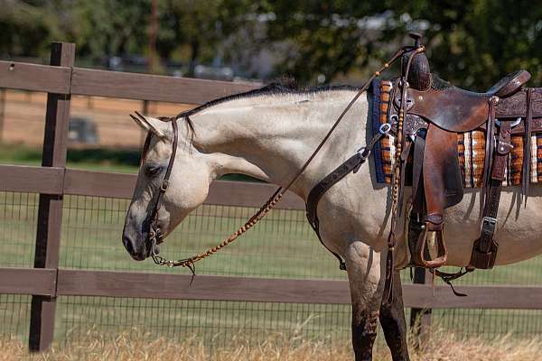 flashy-quarter-horse