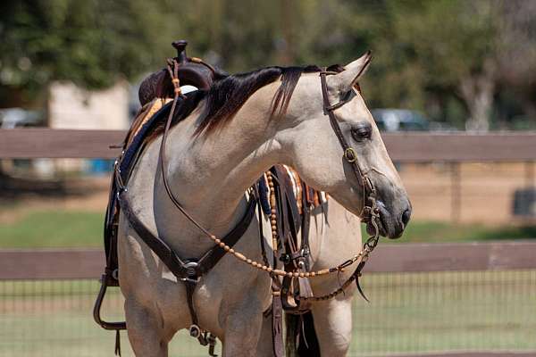 performance-quarter-horse