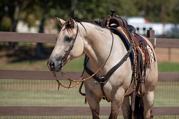 ranch-versatility-quarter-horse