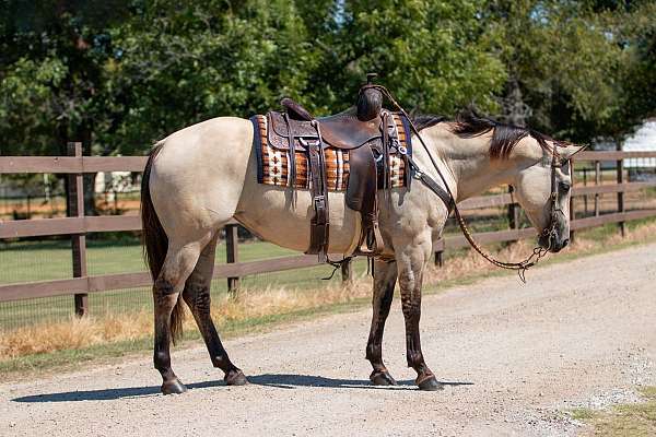 rodeo-quarter-horse