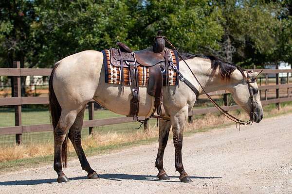 roping-quarter-horse