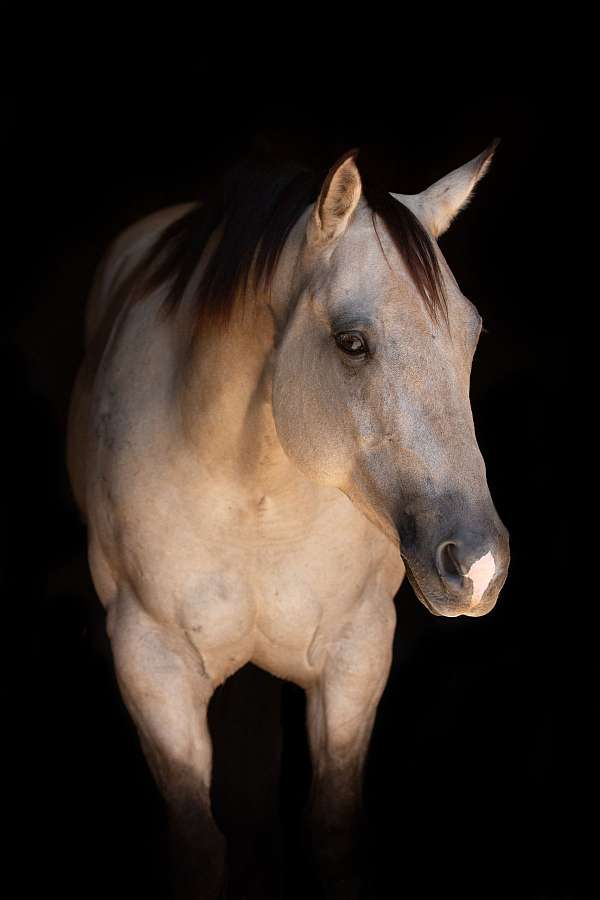 team-penning-quarter-horse