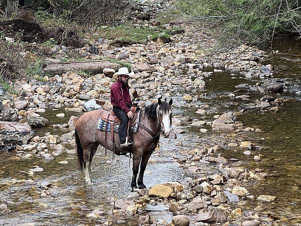 athletic-belgian-horse