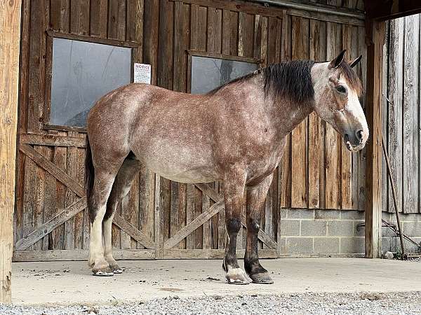 driving-belgian-horse