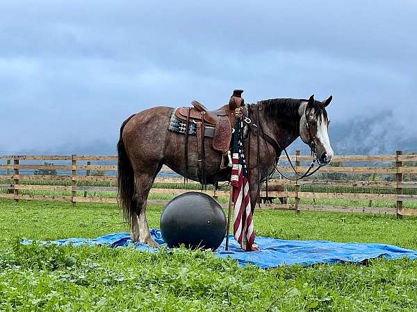 flashy-belgian-horse