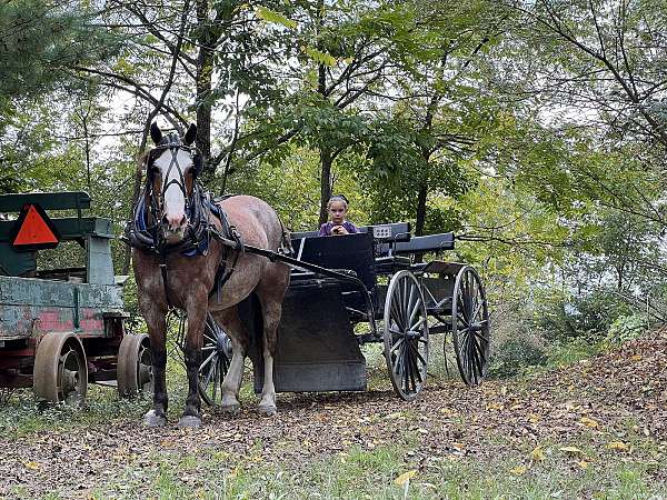 kid-safe-belgian-horse