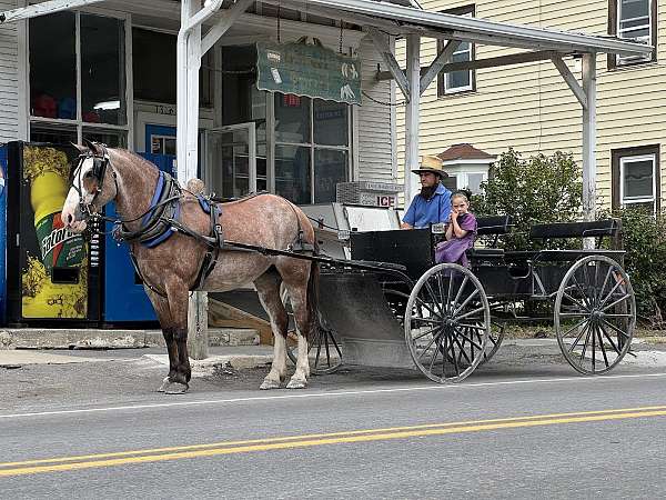 parade-belgian-horse