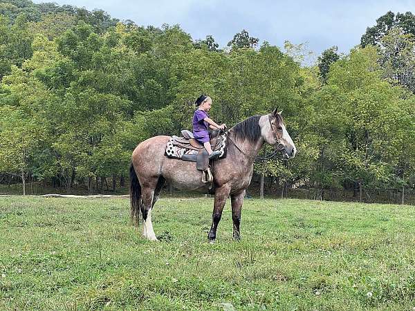 ranch-belgian-horse