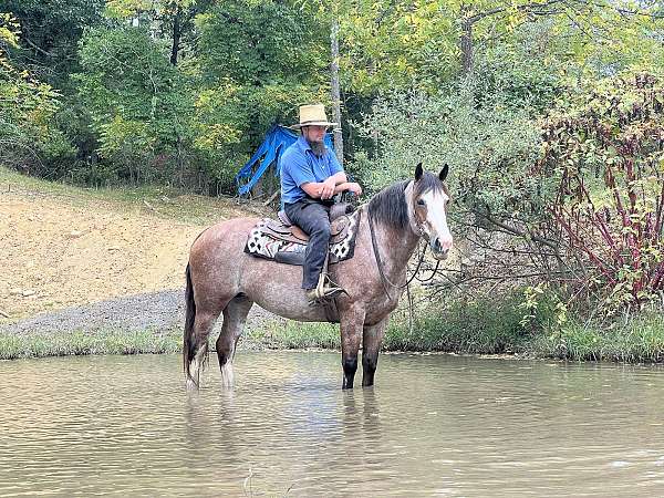 show-belgian-horse