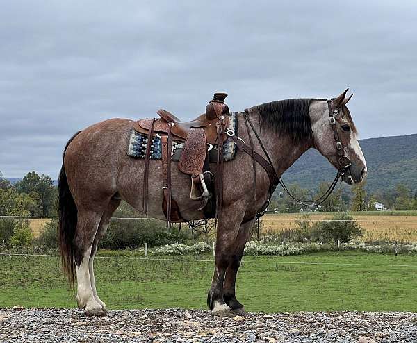 roan-belgian-mare