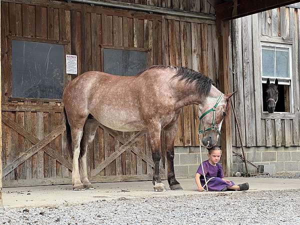 trail-riding-belgian-horse