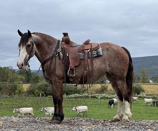 roan-all-around-horse