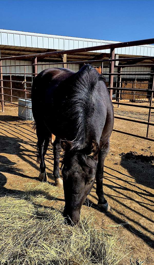 smokey-black-double-dilute-horse