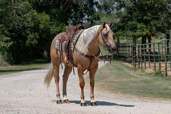 athletic-quarter-horse