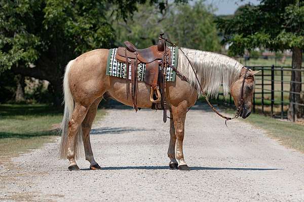 husband-safe-quarter-horse