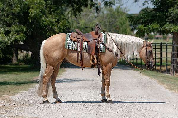 performance-quarter-horse