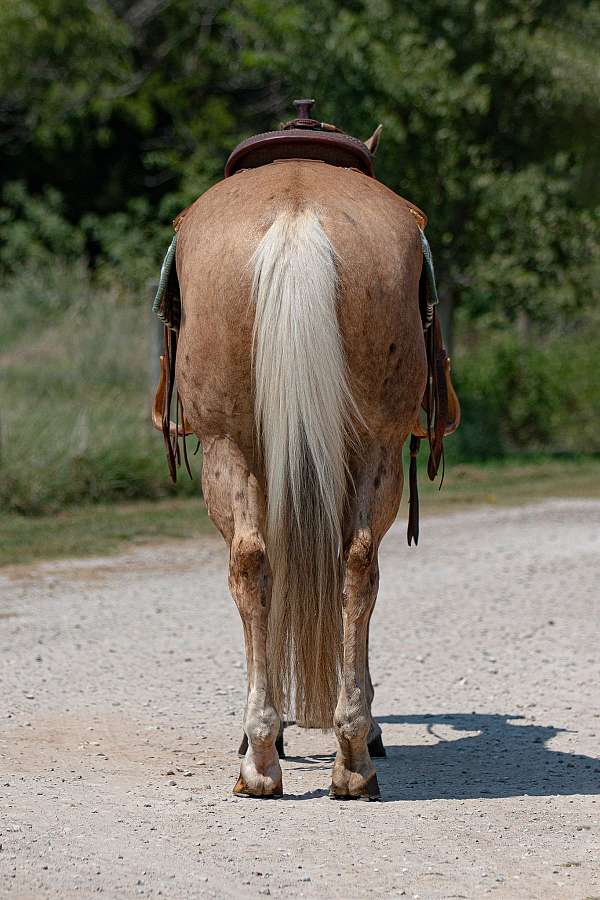 ranch-versatility-quarter-horse