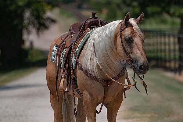 roping-quarter-horse