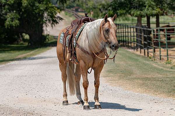 show-quarter-horse