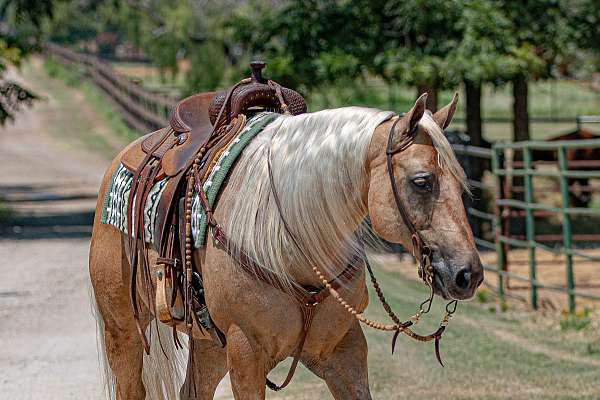 trail-riding-quarter-horse