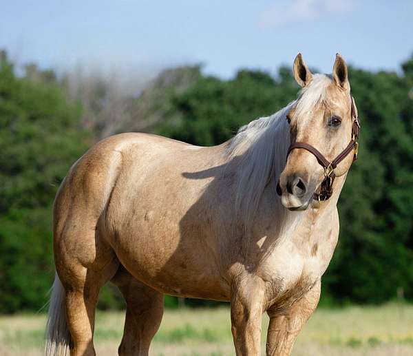 working-cow-quarter-horse