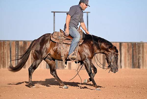 calf-roping-quarter-horse