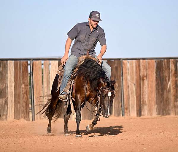 flashy-quarter-horse