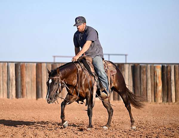 husband-safe-quarter-horse