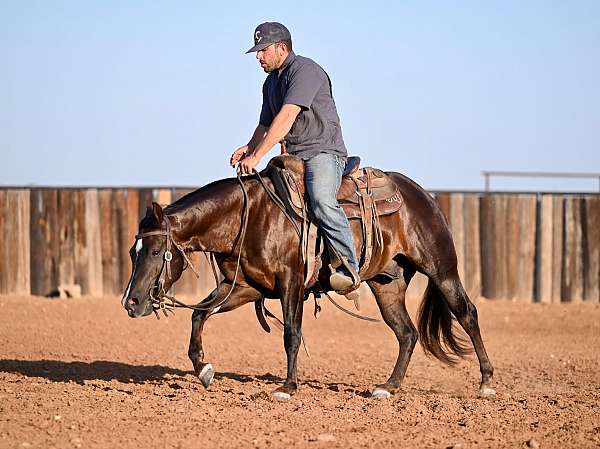 performance-quarter-horse