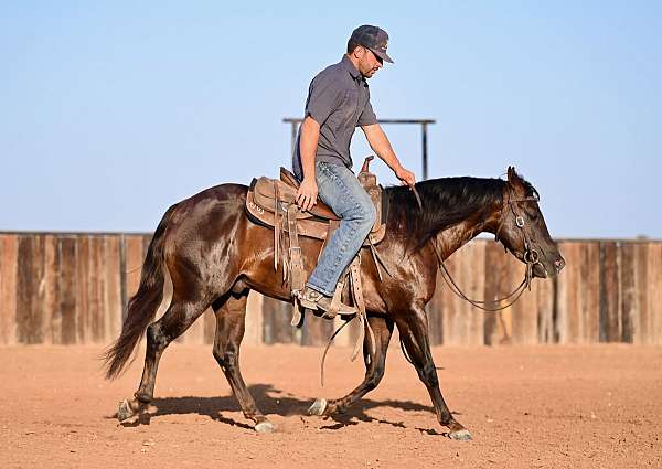 ranch-versatility-quarter-horse