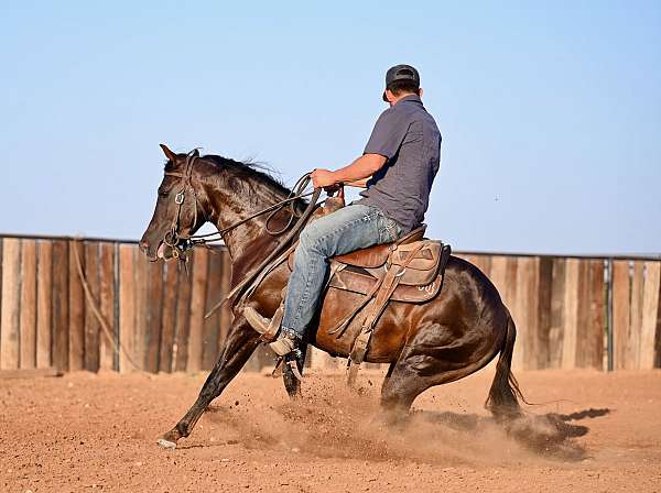 reining-quarter-horse