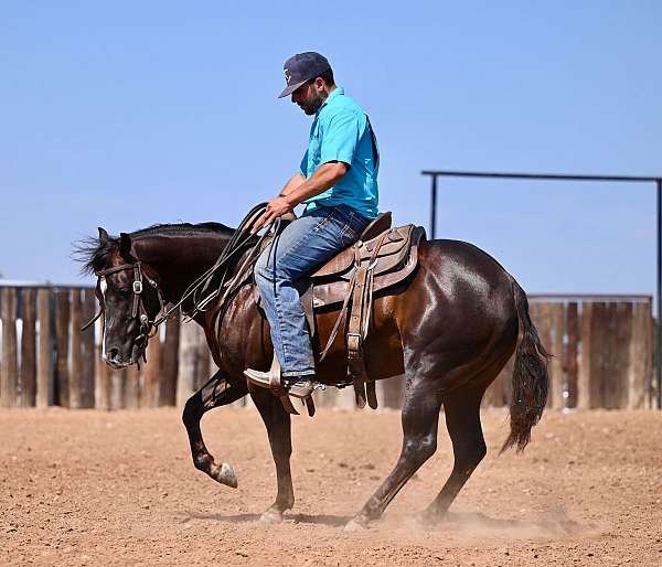 roping-quarter-horse