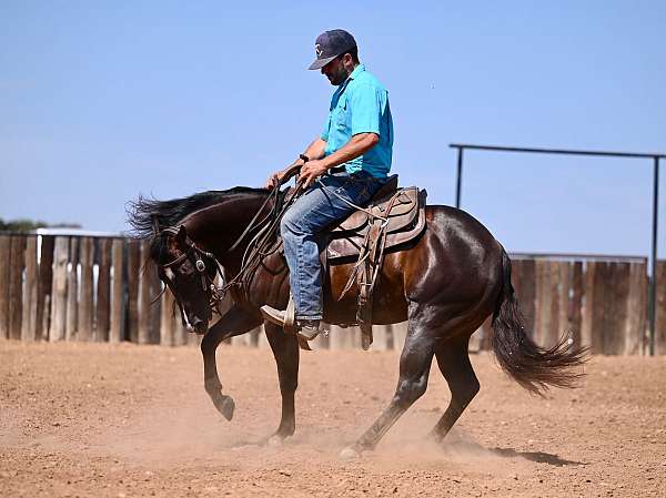 show-quarter-horse