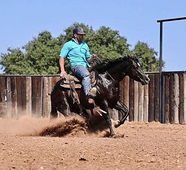 western-riding-quarter-horse