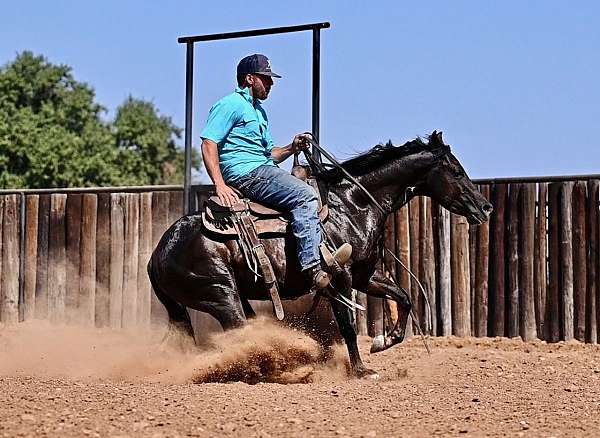 working-cow-quarter-horse