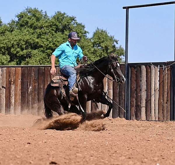 brown-quarter-horse-gelding