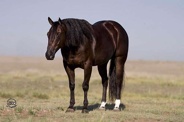 calf-roping-quarter-horse